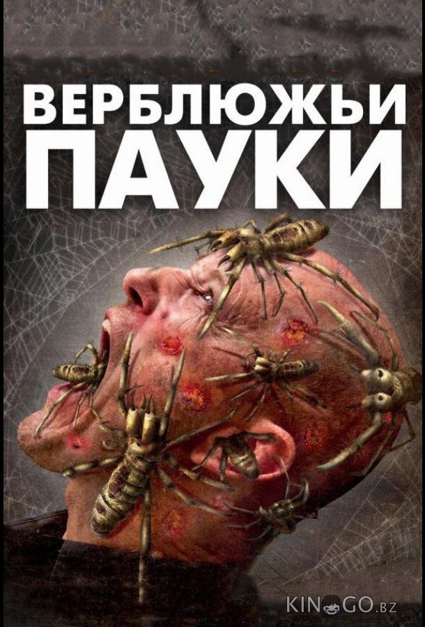 Верблюжьи пауки 